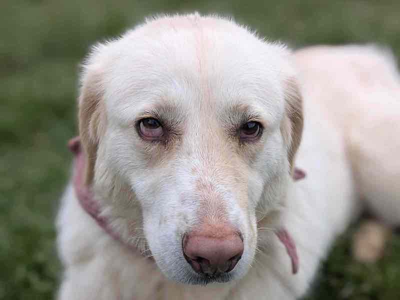 beitragsbild-tolle-huendin-traumhund-leia-aus-dem-tierschutz-balkan-normdazedonien-skopje