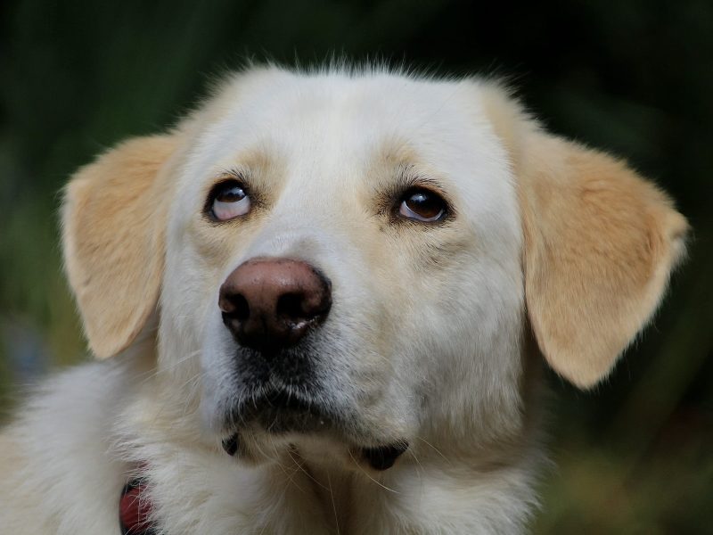 beitragsbild-tolle-pflegehund-huendin-leia-niedersachen-aus-tierschutz-balkan-nordmazedonien-skopje
