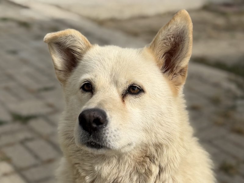 beitragsbild-tolle-ruhige-huendin-aus-tierschutz-samojede-ellie-balkan-nordmazedonien-skopje-adoptieren
