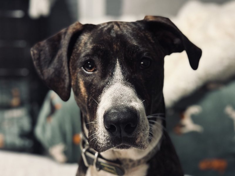 beitragsbild-toller-pflegehund-ruede-joker-tierschutz-balkan-mazedonien-skopje