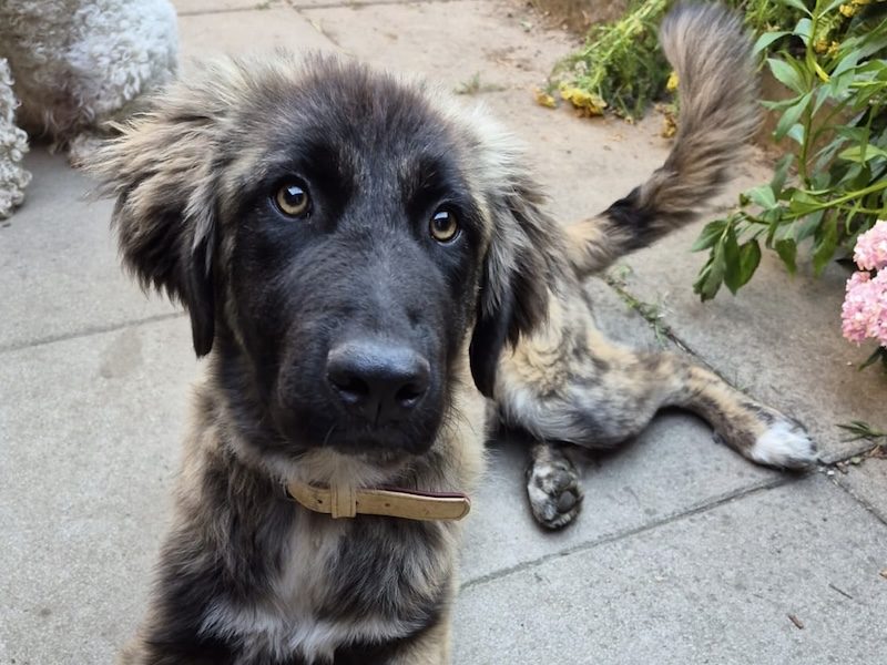 beitragsbild-toller-pflegehund-ruede-roberto-tierschutz-balkan-nordmazedonien-skopje