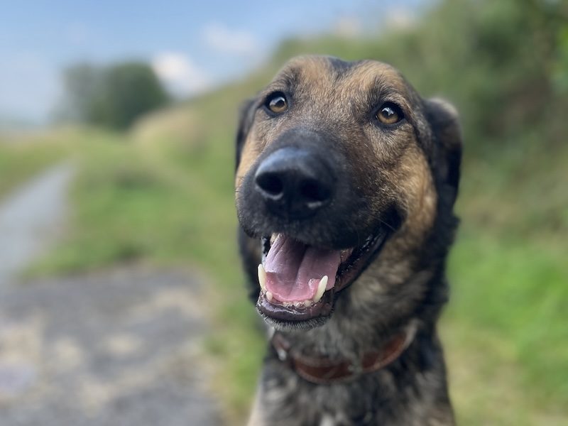 beitragsbild-toller-pflegehund-ruede-toni-aus-tierschutz-balkan-nordmazedonien-winterberg-sauerland