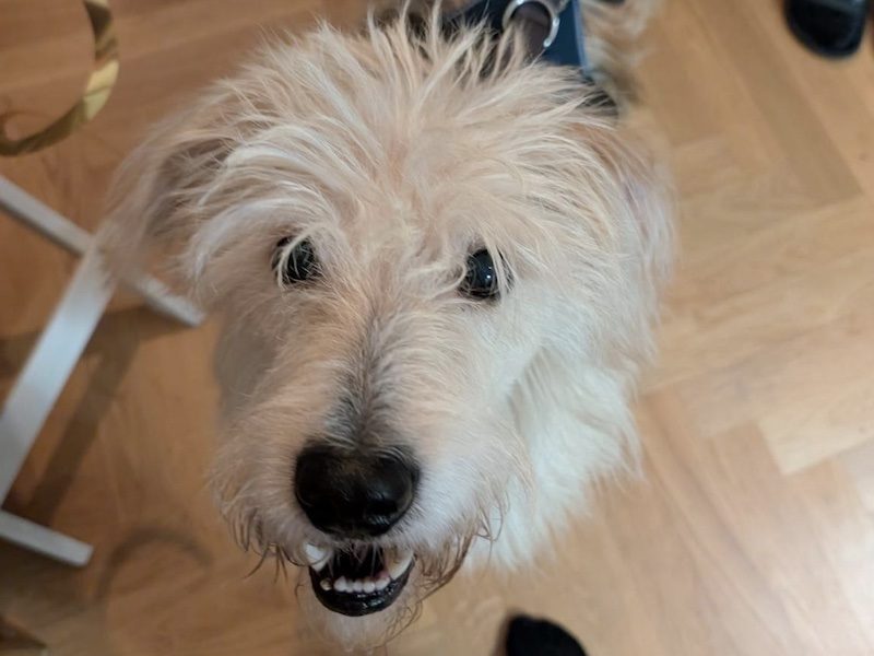 beitragsbild-toller-ruede-aus-dem-tierschutz-oggy-pflegehund-berlin-adoptieren-nordmazedonien-skopje-balkan. beitragsbild-toller-ruede-aus-dem-tierschutz-oggy-pflegehund-berlin-adoptieren-nordmazedonien-skopje-balkan.