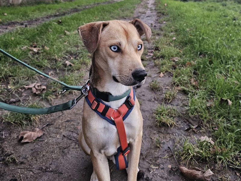 beitragsbild-toller-ruede-traumhund-simon-nordmazedonien-balkan-skopje-pflegehund-frankfurt beitragsbild-toller-ruede-traumhund-simon-nordmazedonien-balkan-skopje-pflegehund-frankfurt
