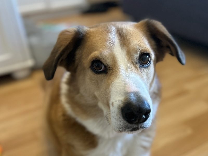 beitragsbild-toller-tierschutzhund-pflegehund-herdenschutz-biggi-berlin-balkan-nordmazedonien-skopje