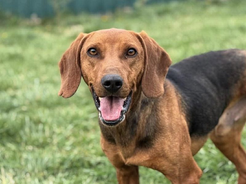 beitragsbild-toller-traumhund-bracke-dreibein-maki-tierschutz-balkan-nordmazedonien-skopje