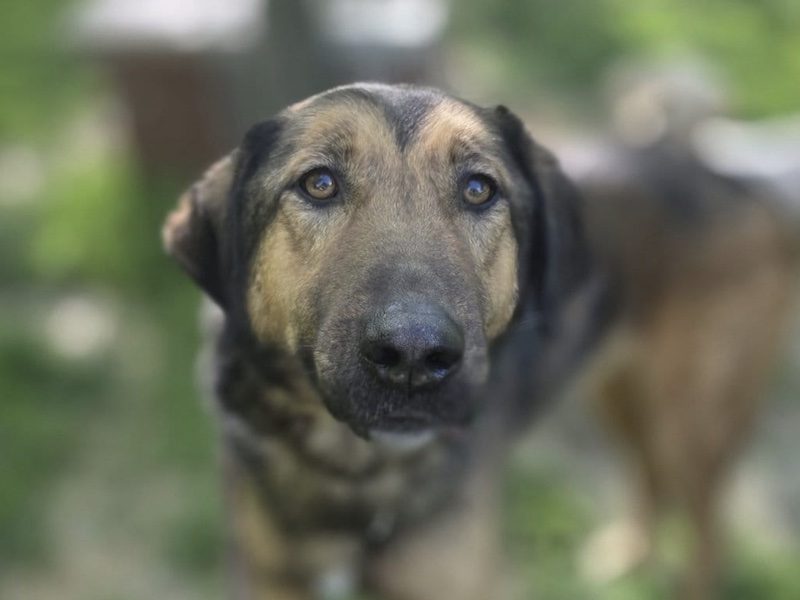 traumhund-ruede-toni-mischling-tierschutz-balkan-nordmazedonien-skopje