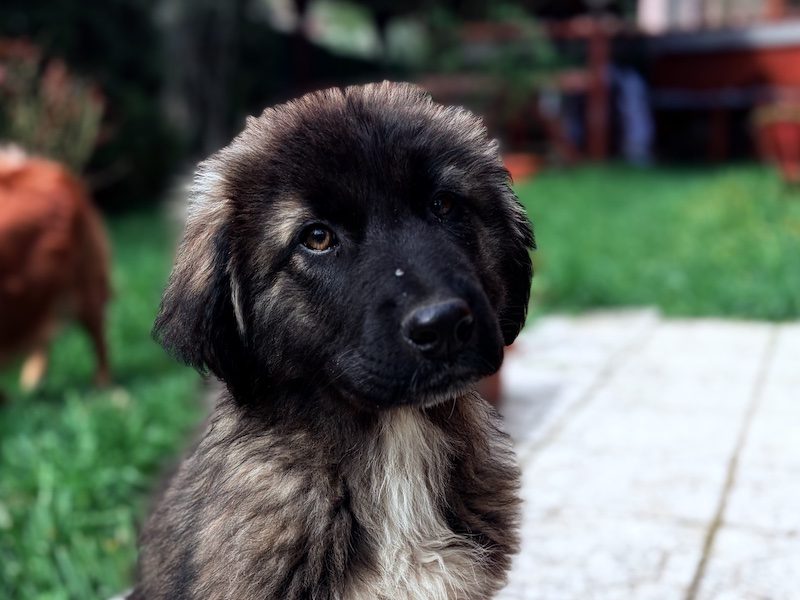 beitragsbild-welpe-ruede-roberto-tierschutzhund-balkan-nordmazedonien-adoptieren