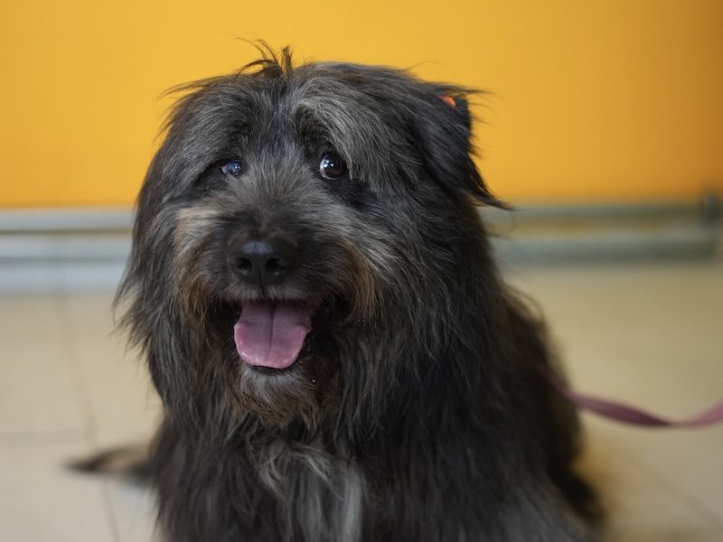 beitragsbild-wuscheliger-ruede-aus-tierschutz-filip-aus-skopje-nordmazedonien