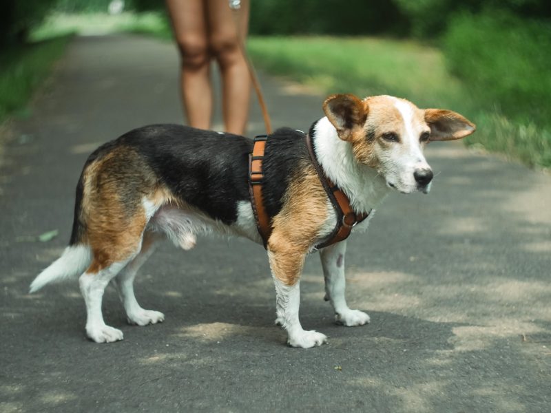 bobby-tierschutzhund-ruede-adoptieren-pflegestelle-berlin