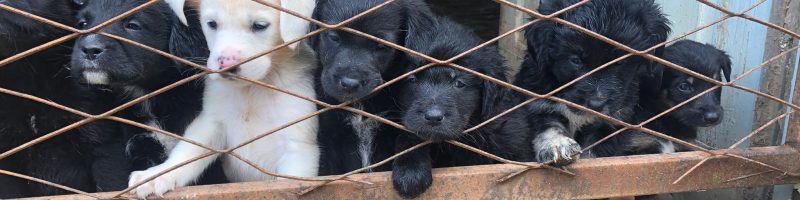 faq-tierschutz-hunde-nordmazedonien-adoptieren