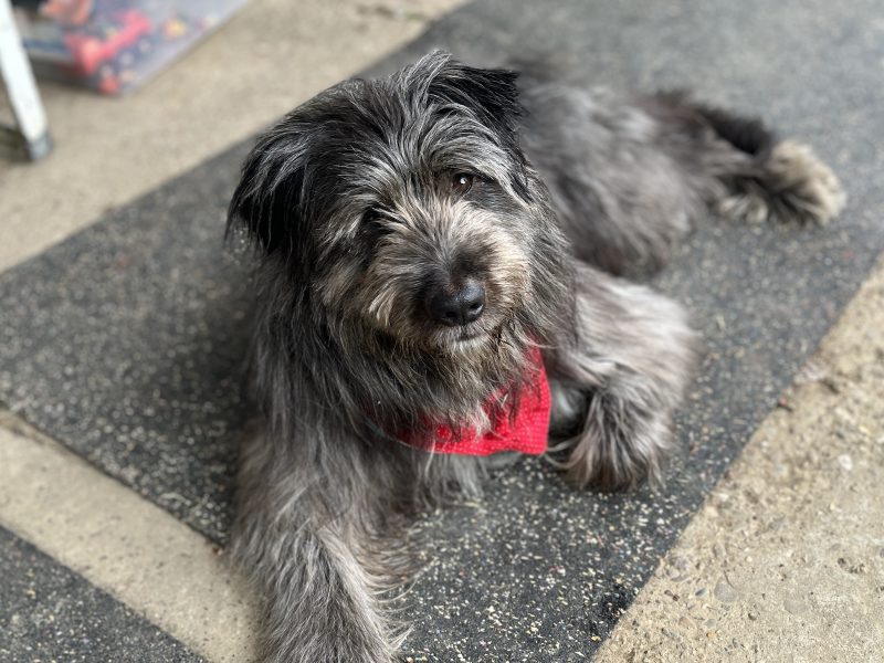 filip-beitragsbild-pflegehund-bei-dortmund-nrw-ruede-aus-dem-tierschutz-nordmazedonien