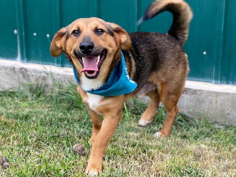 joona-ruede-junghund-adoption-tierschutz