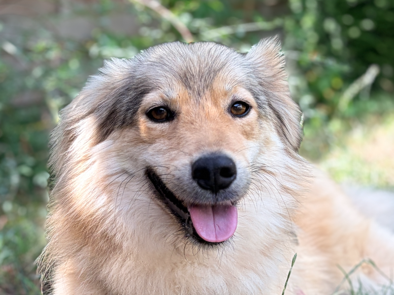 mogli-portrait-ausschnitt-tierschutz-hund-adoptieren