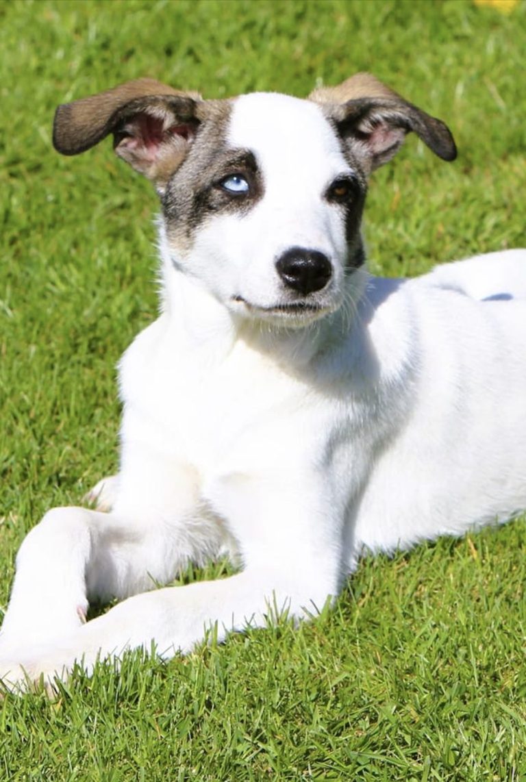 junghund-huendin-aus-tierschutz-panna-adoptieren-pflegehund-aus-nordmazedonien-in-dortmund-aktiv.